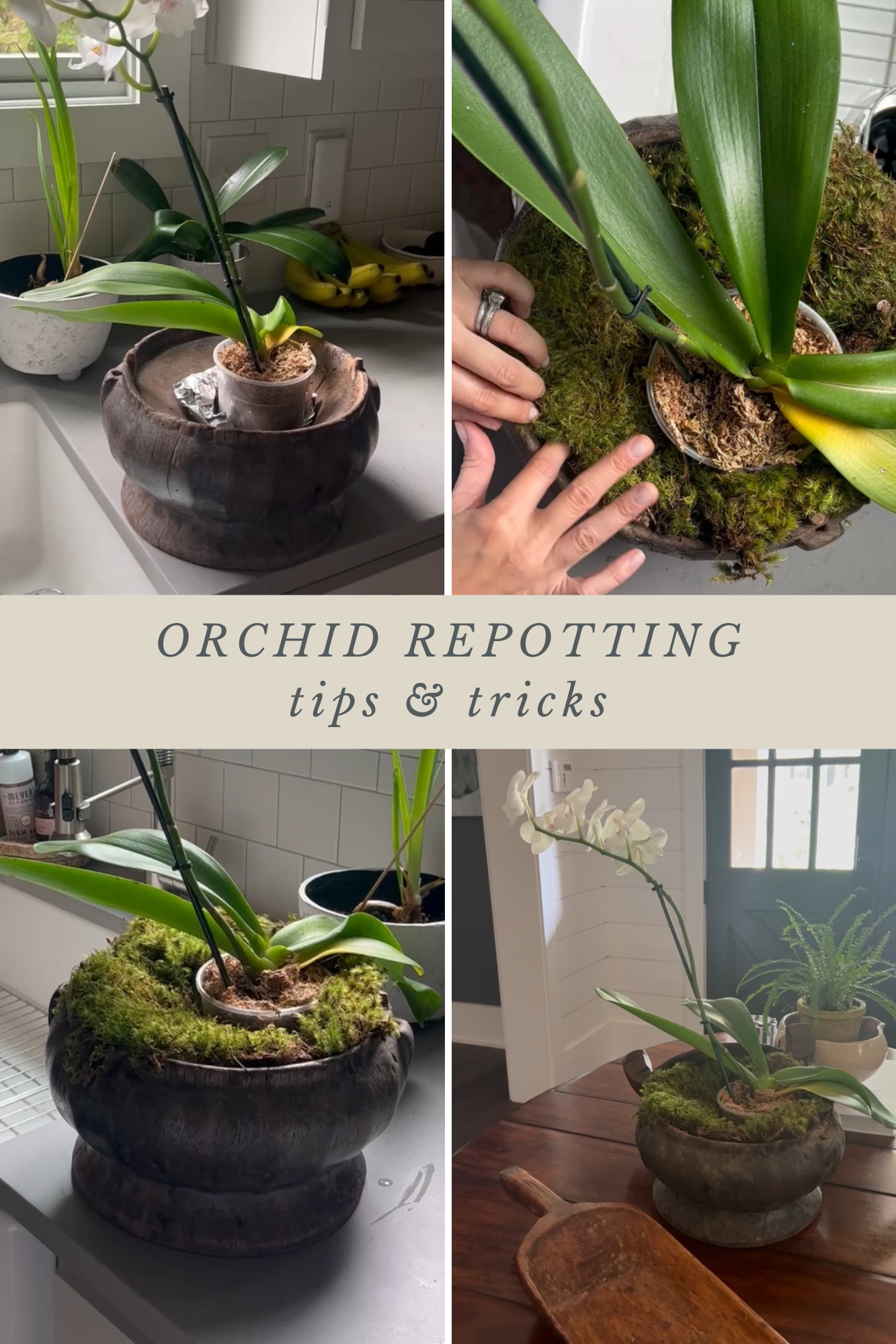 tips and tricks for repotting an orchid